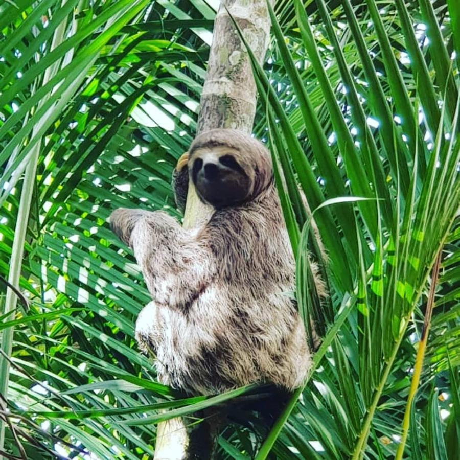 Pousada Recanto Dos Tangaras Juquei Esterno foto