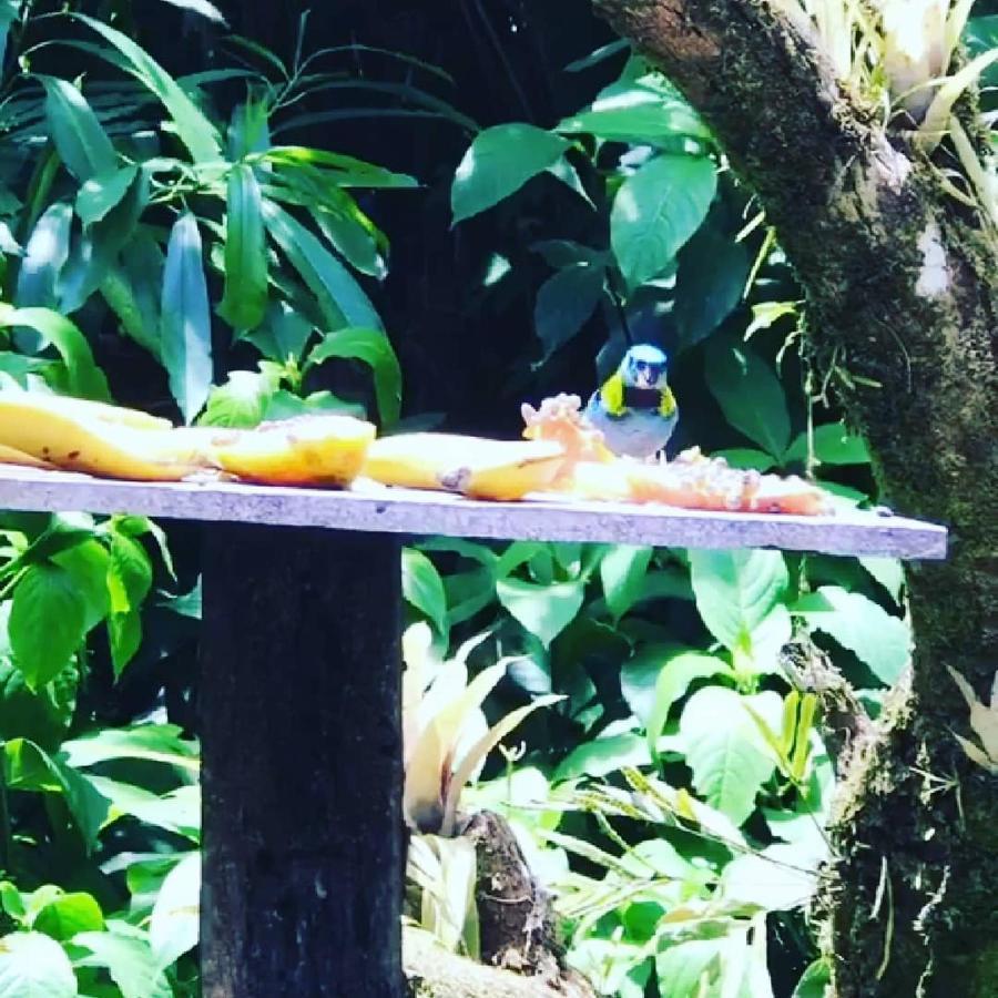 Pousada Recanto Dos Tangaras Juquei Esterno foto